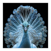 Majestic White Peacock Displaying Its Feathers (Print Only)