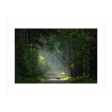 Wolf in the Netherlands (Print Only) thumbnail