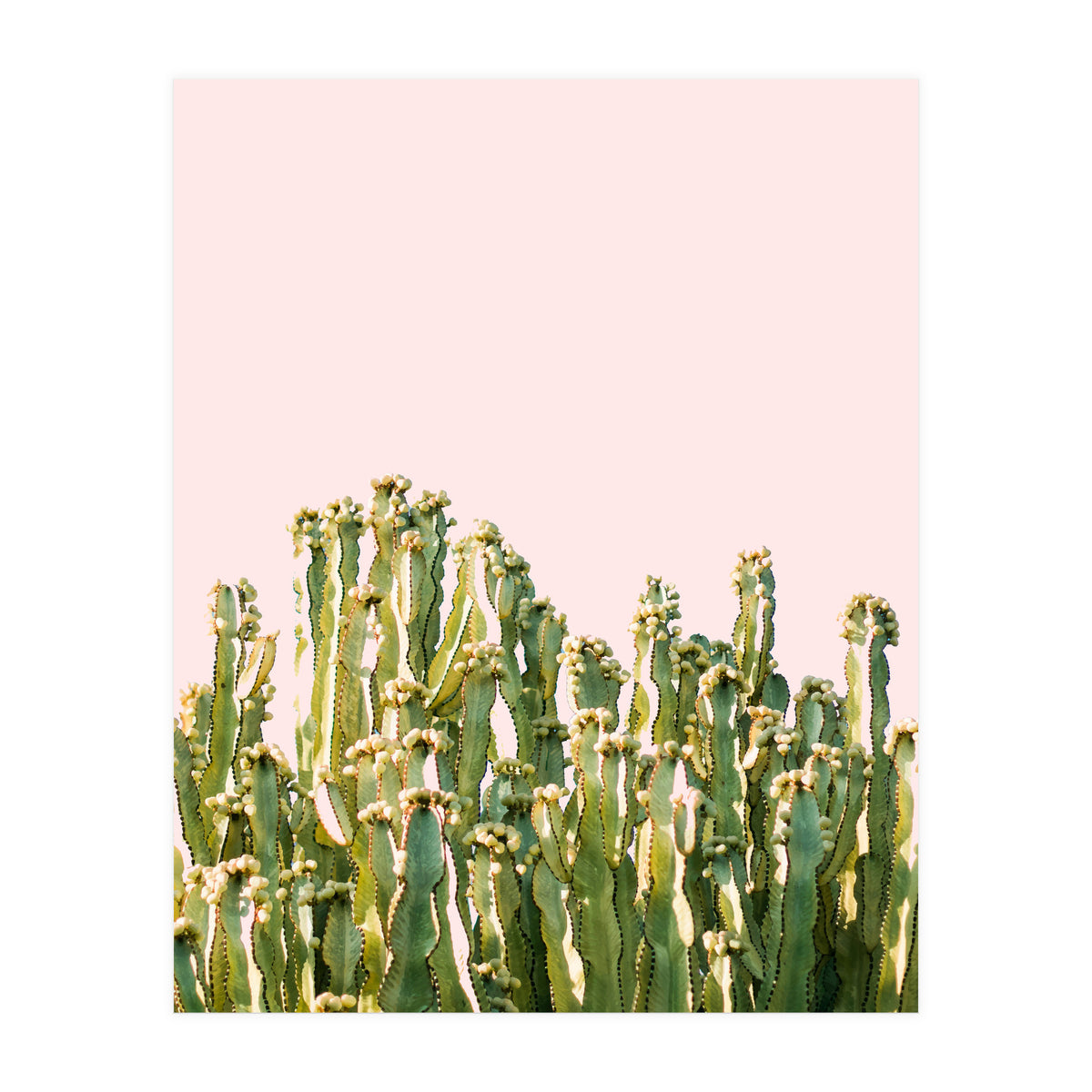 Cactus Blush #society6 #decor #buyart (Print Only)
