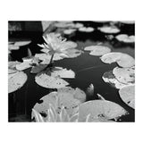 Lotus Pond | Black & White Landscape (Print Only) thumbnail