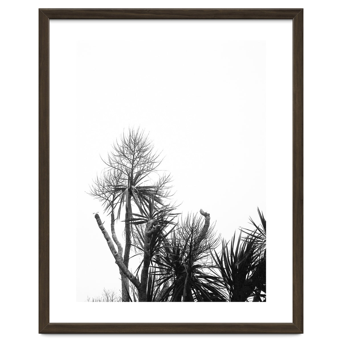 Miminalist Palm