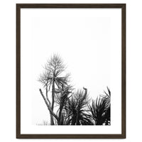 Miminalist Palm