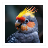Cockatiel Parrot With Yellow Crest And Orange Cheeks (Print Only) thumbnail