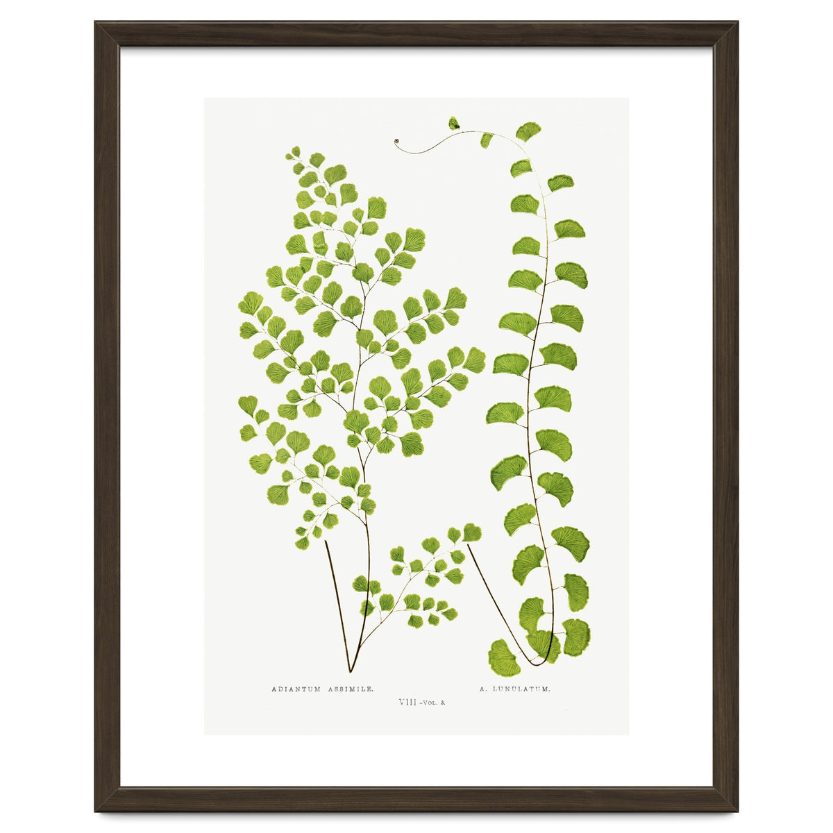Edward Joseph Lowe – Adiantum Assimile and Adiantum Lunulatum (1856–1860)