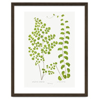 Edward Joseph Lowe – Adiantum Assimile and Adiantum Lunulatum (1856–1860)