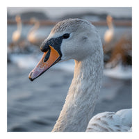 Majestic Swan Portrait In Snowy Waters (Print Only)