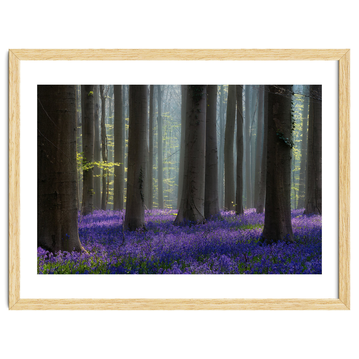 Bluebell forest