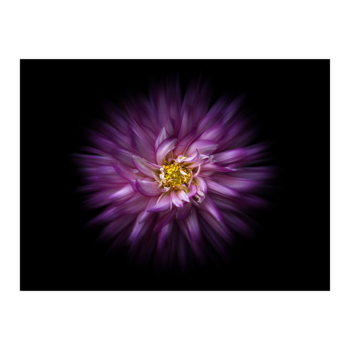 Backyard Flowers No 20 Color Flow Version (Print Only)