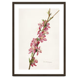 Royal Charles Steadman – Peach (Prunus persica) (1924) thumbnail