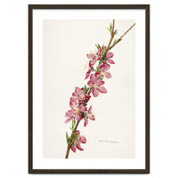 Royal Charles Steadman – Peach (Prunus persica) (1924)