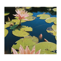 Lotus Pond | Landscape (Print Only)