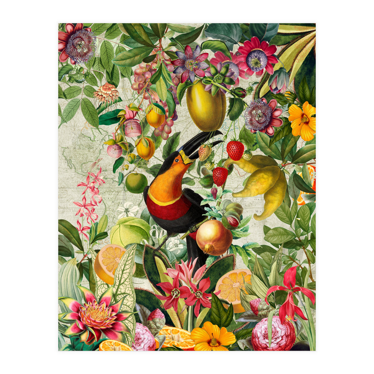 Toucan vintage jungle 1 (Print Only)