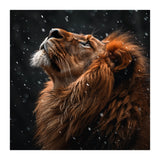 Lion Looking Up In The Snow Majestic (Print Only) thumbnail