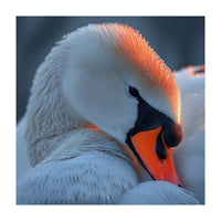 Close Up Of A White Swan With Water Droplets (Print Only)