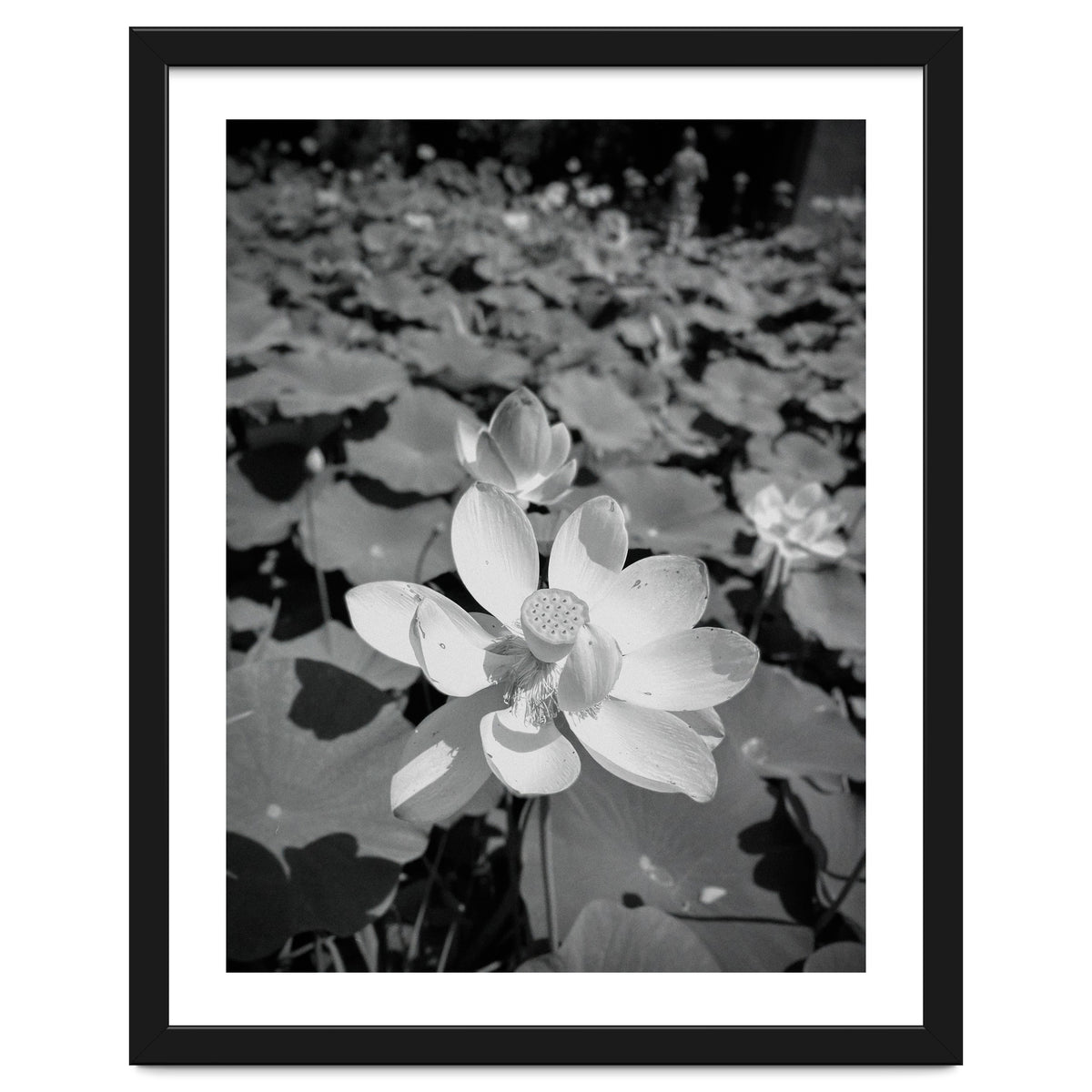 Hylas | Black & White