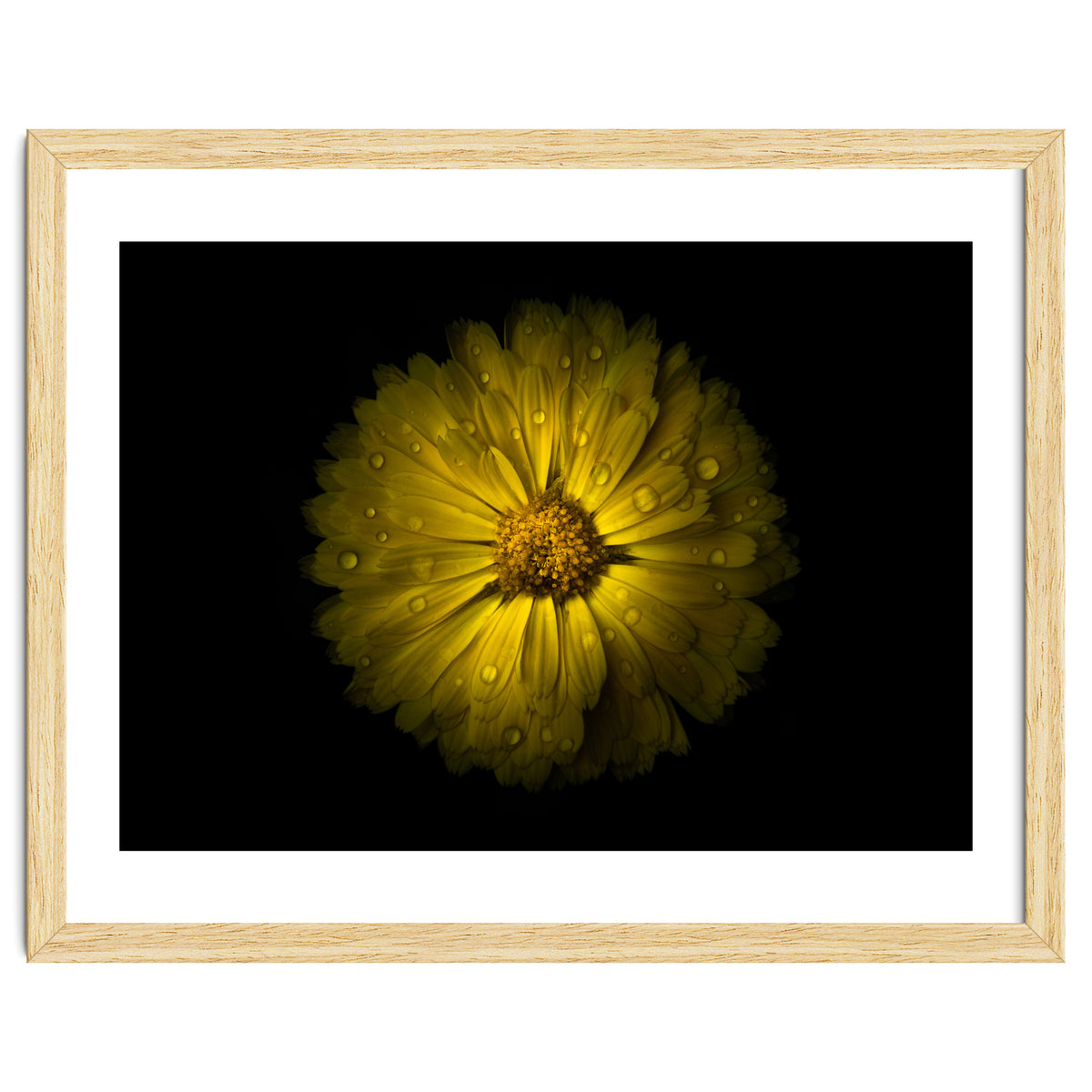 Backyard Flowers No 10 Color Version