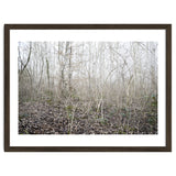 Lost in the birch forest thumbnail