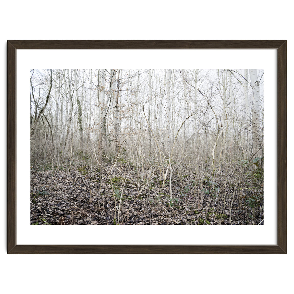 Lost in the birch forest