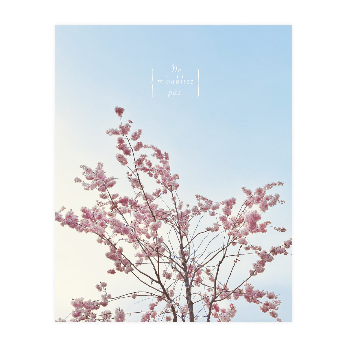 Sakura - cherry blossom (Print Only)