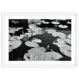 Lotus Pond | Black & White Landscape thumbnail