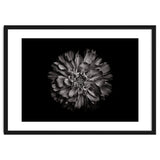 Backyard Flowers In Black And White No 79 thumbnail