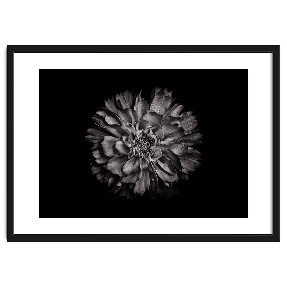 Backyard Flowers In Black And White No 79