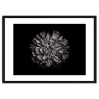 Backyard Flowers In Black And White No 79