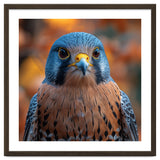 Close Up Of A Kestrel Bird Of Prey Portrait thumbnail