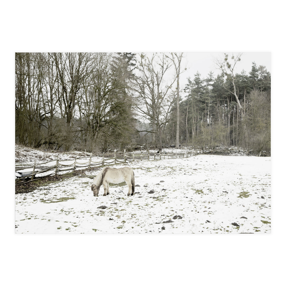 White horse in the snow field (Print Only)
