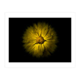 Backyard Flowers No 10 Color Flow Version (Print Only) thumbnail