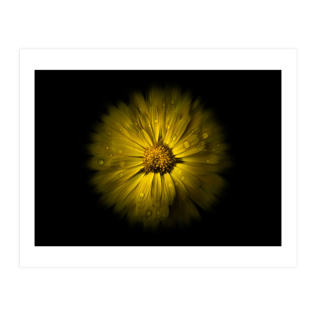 Backyard Flowers No 10 Color Flow Version (Print Only)