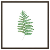 Fern thumbnail