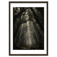 Enchanted Canopy: Mystical Forest Path