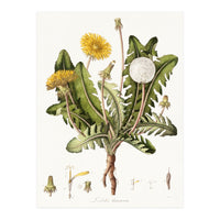 William Curtis – Dandelion (1777–1798) (Print Only)