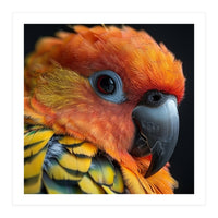 Close Up Of A Sun Conure Parrot's Head (Print Only)
