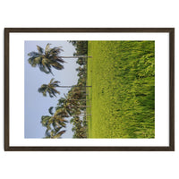 The Paddy Fields of Kerala, South India