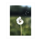 Dandelion Wish Photography (Print Only) thumbnail
