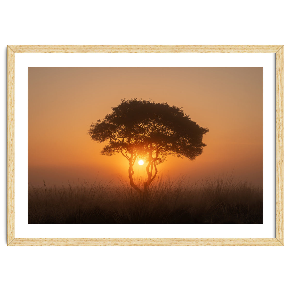 Tree at sunrise
