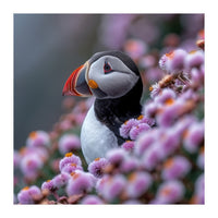 Atlantic Puffin Amidst Pink Heather Flowers (Print Only)