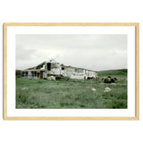 Sheep with a farmhouse - Iceland thumbnail