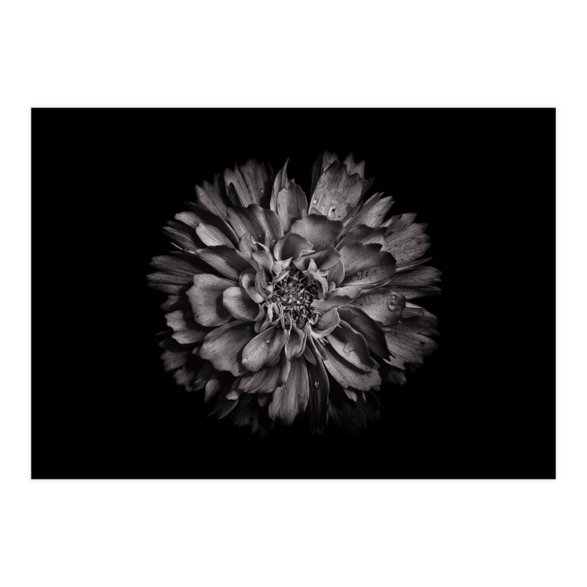 Backyard Flowers In Black And White No 79 (Print Only)