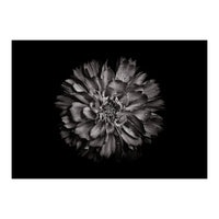 Backyard Flowers In Black And White No 79 (Print Only)