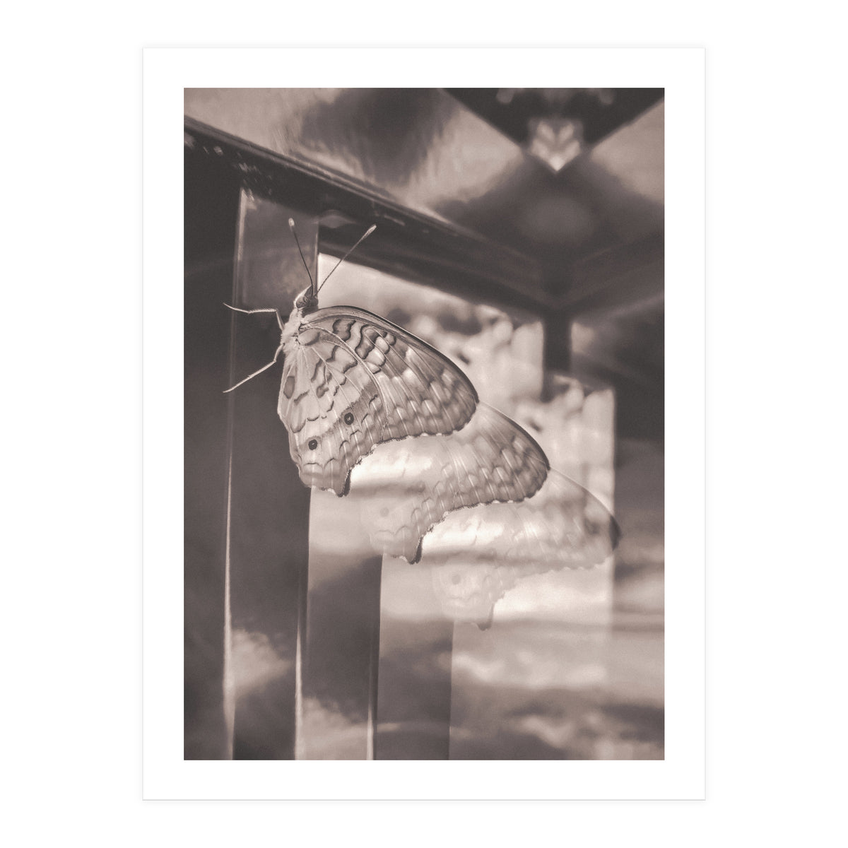 Evolving | Sepia (Print Only)