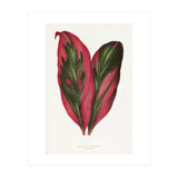 Alexander Francis Lydon & Benjamin Fawsett – Pink Dracaena Terminalis Leaf (1865) (Print Only) thumbnail