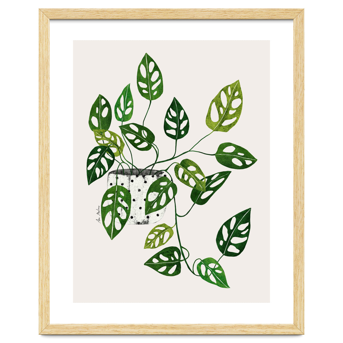 Monstera Obliqua Plant