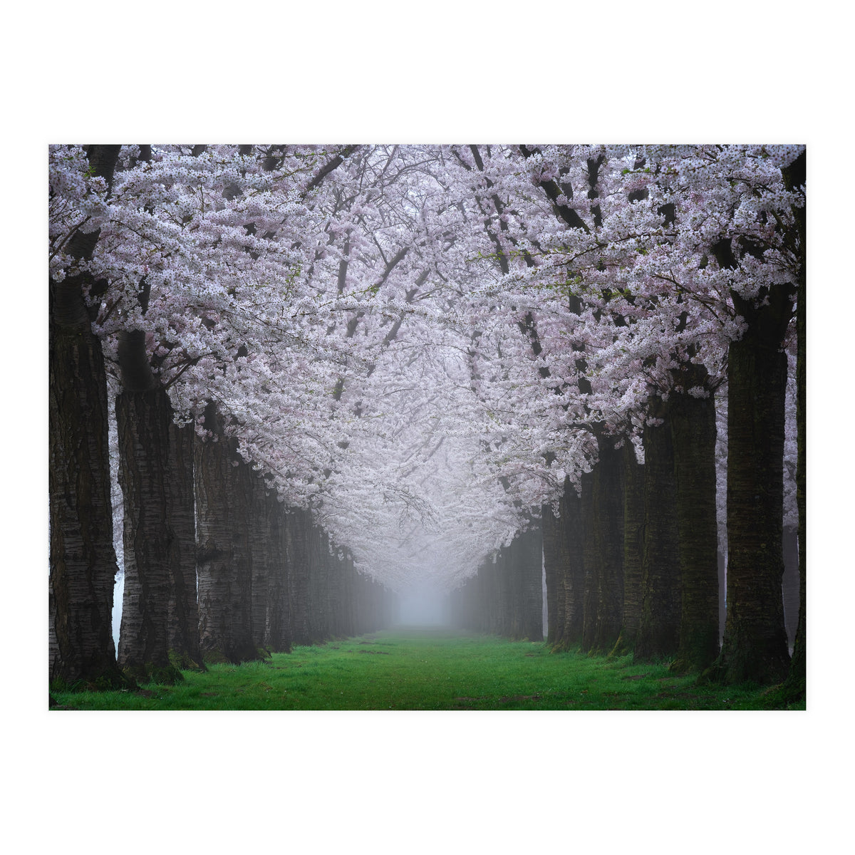 Cherry trees in the fog (Print Only)