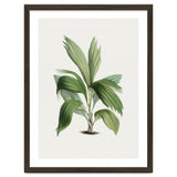 Areca Palm (Hand Drawn Botanical Illustration) thumbnail