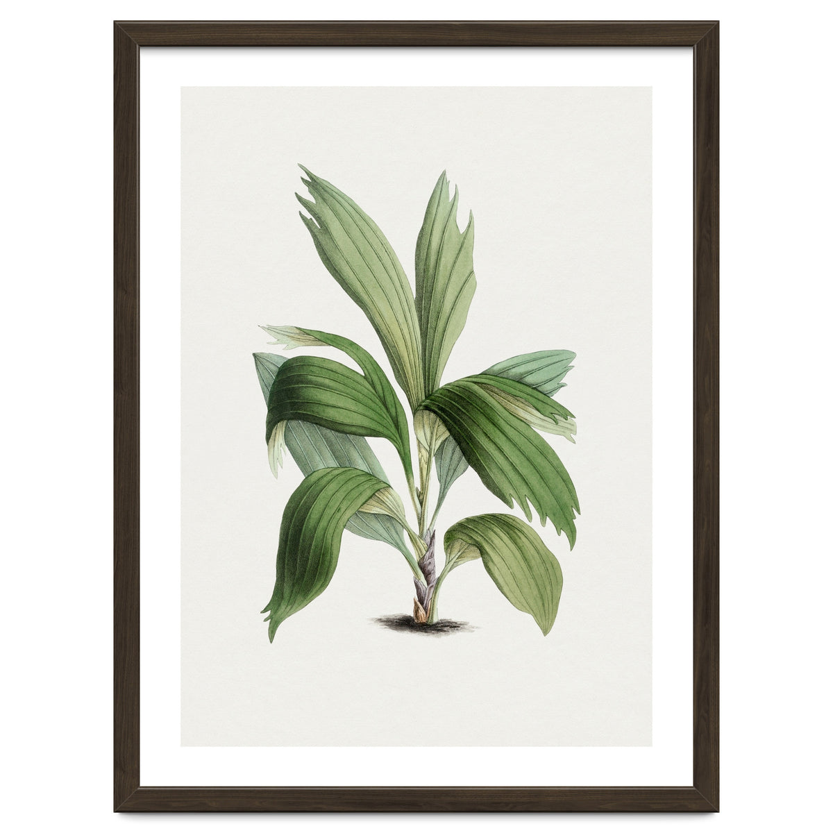 Areca Palm (Hand Drawn Botanical Illustration)
