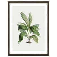 Areca Palm (Hand Drawn Botanical Illustration)