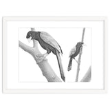 Yucatan Jays thumbnail